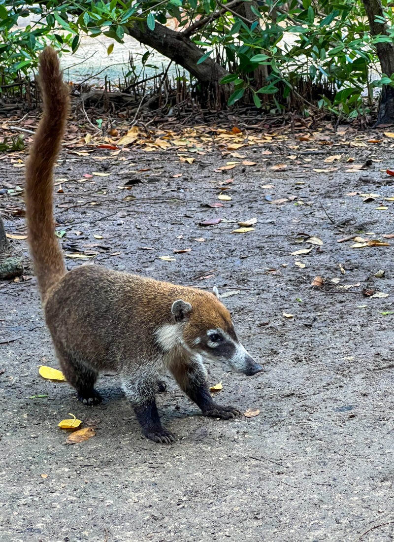 Meteors, Raccoons, Coatis, and Why You Should Take a Day Trip from Merida, Mexico, to Progreso Beach and El Corchito
